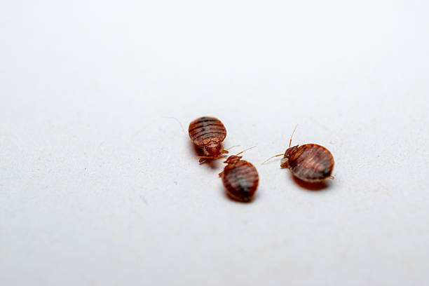 شركة مكافحةحشرة البق في حدائق أكتوبر01112555696