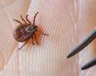 شركة مكافحة القراد في كمبوند بالم هيلز  التجمع الخامس 01112555696