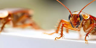 افضل شركةمكافحة الصراصير في كمبوند زيزينيا التجمع الخامس01112555696