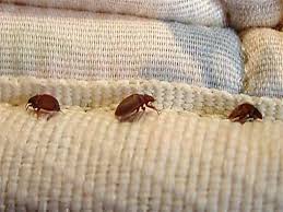 شركةمكافحة بق الفراش في حدائق حلوان