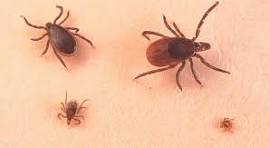 شركةمكافحة القراد في مدينة بدر01112555696