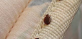 شركة مكافحة البق في الالف مصنع  التجمع الخامس