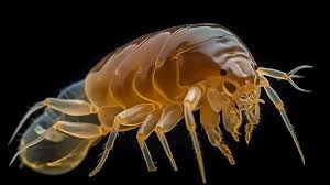 شركة  مكافحة  البراغيث المطرية 01112555696